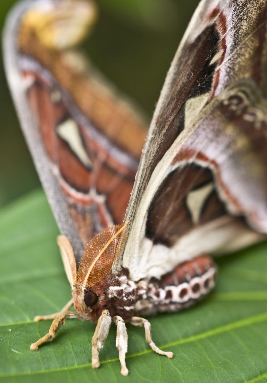 atlas moth