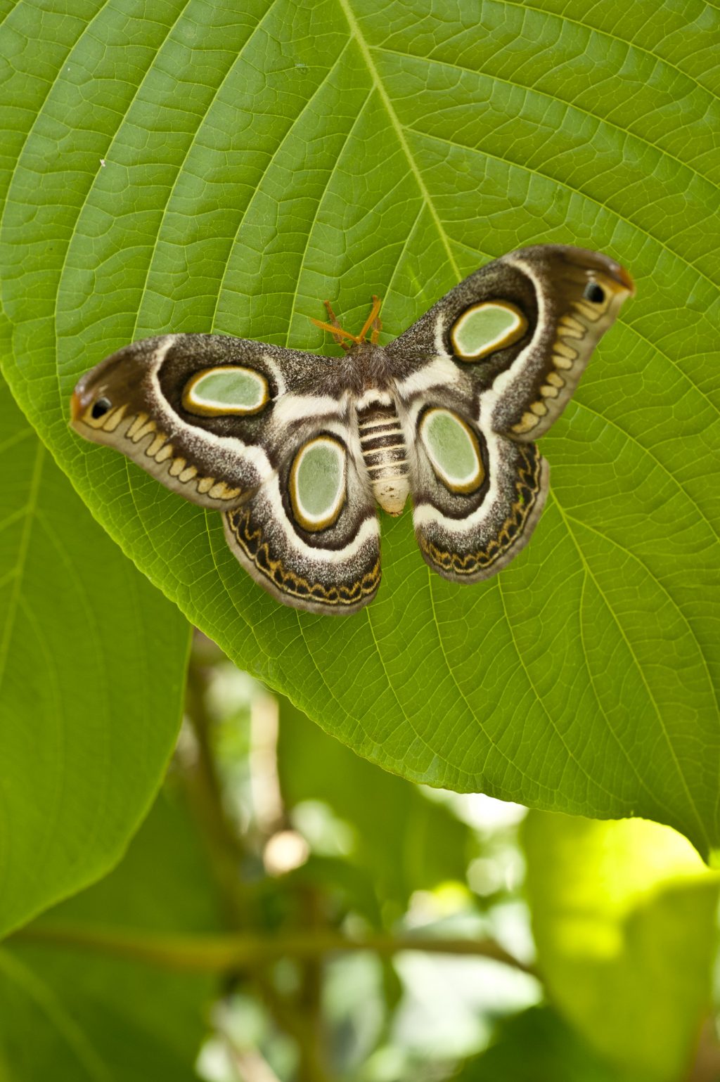 moth on a green leaf