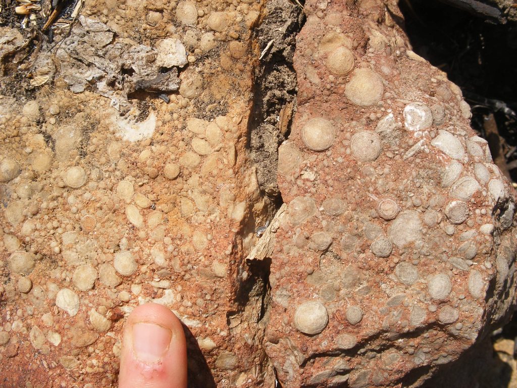 forams embedded in limestone