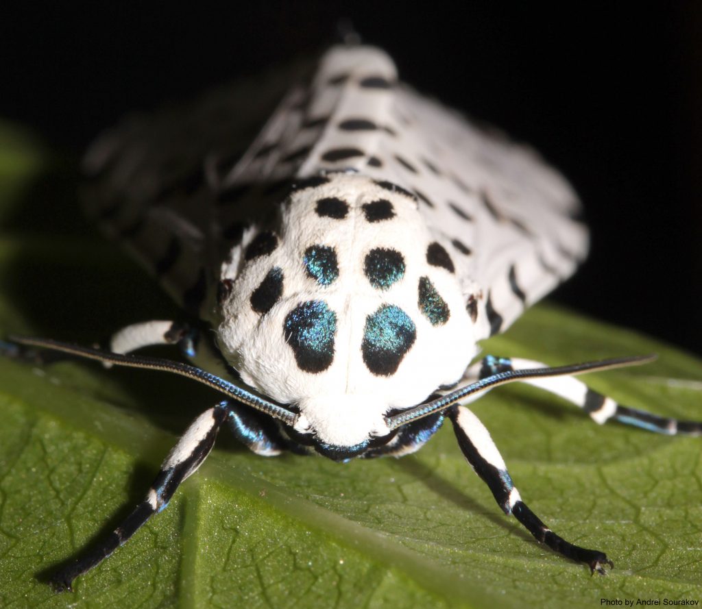 leopard moth head and antennae