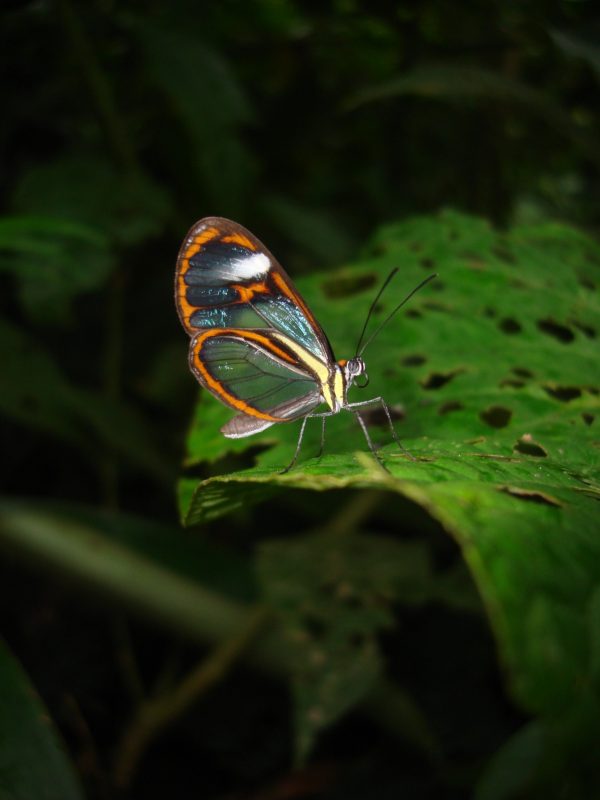 Ithomia agnosia is one of eight clearwing butterfly mimicry rings that fly in the same forest in eastern Ecuador. Florida Museum of Natural History photo by Kim Garwood Ithomia agnosia, one of eight clearwing butterfly mimicry rings that fly in the same forest in eastern Ecuador. Florida Museum of Natural History photo by Kim Garwood