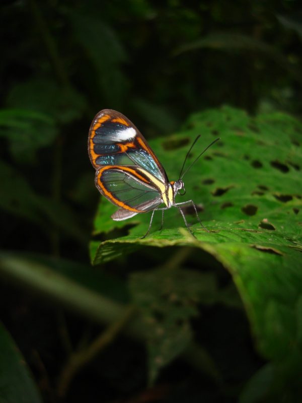 Ithomia agnosia, one of eight clearwing butterfly mimicry rings that fly in the same forest in eastern Ecuador. Florida Museum of Natural History photo by Kim Garwood