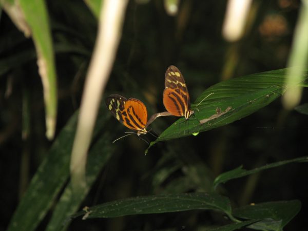 This orange, yellow and black A mating pair of ithomiine butterflies, Melinaea satevis, in eastern Ecuador. Florida Museum of Natural History photo by Marianne Elias