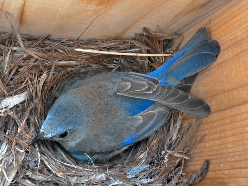 bluebird on nest