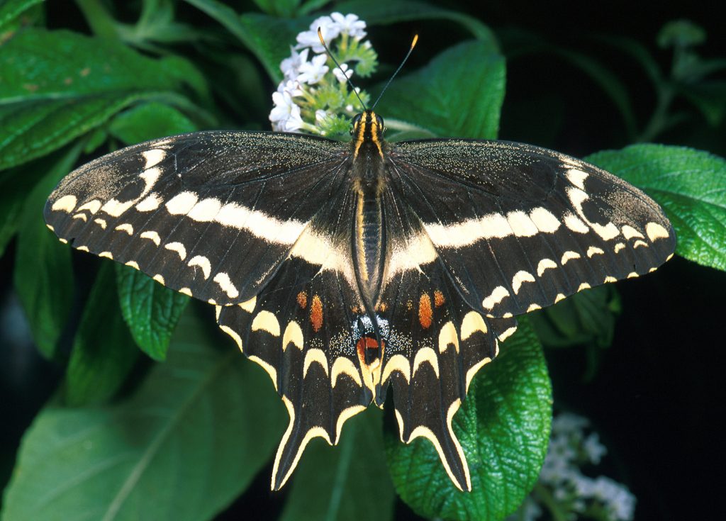 Schaus’ swallowtail butterfly