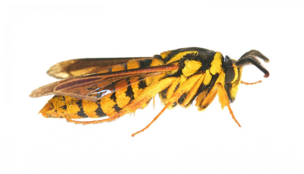 hornet clearwing moth