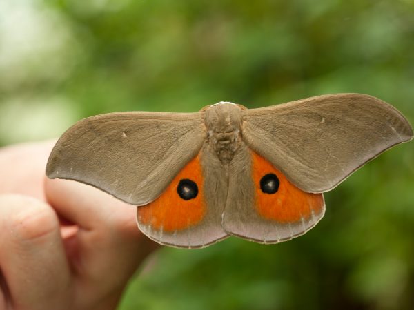 tan and orange moth