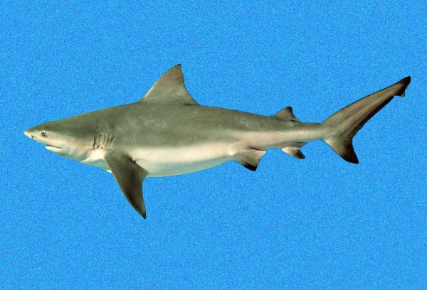 A digitized photo of a juvenile bull shark from the Indian River Lagoon. Florida Museum of Natural History photo by George Burgess