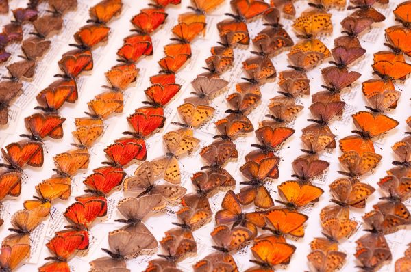 specimens of the Large Copper butterfly from England