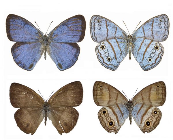 DNA bar coding also revealed a new species: Trembath’s cerulean-satyr, or Caeruleuptychia trembathi. The male, top, is also strikingly different than the female. Florida Museum of Natural History photo of male by Keith Willmott and photo of female courtesy of Andrew Neild