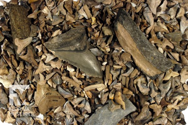 Five Facts: Fossil Shark Teeth in Florida – Florida Museum Science