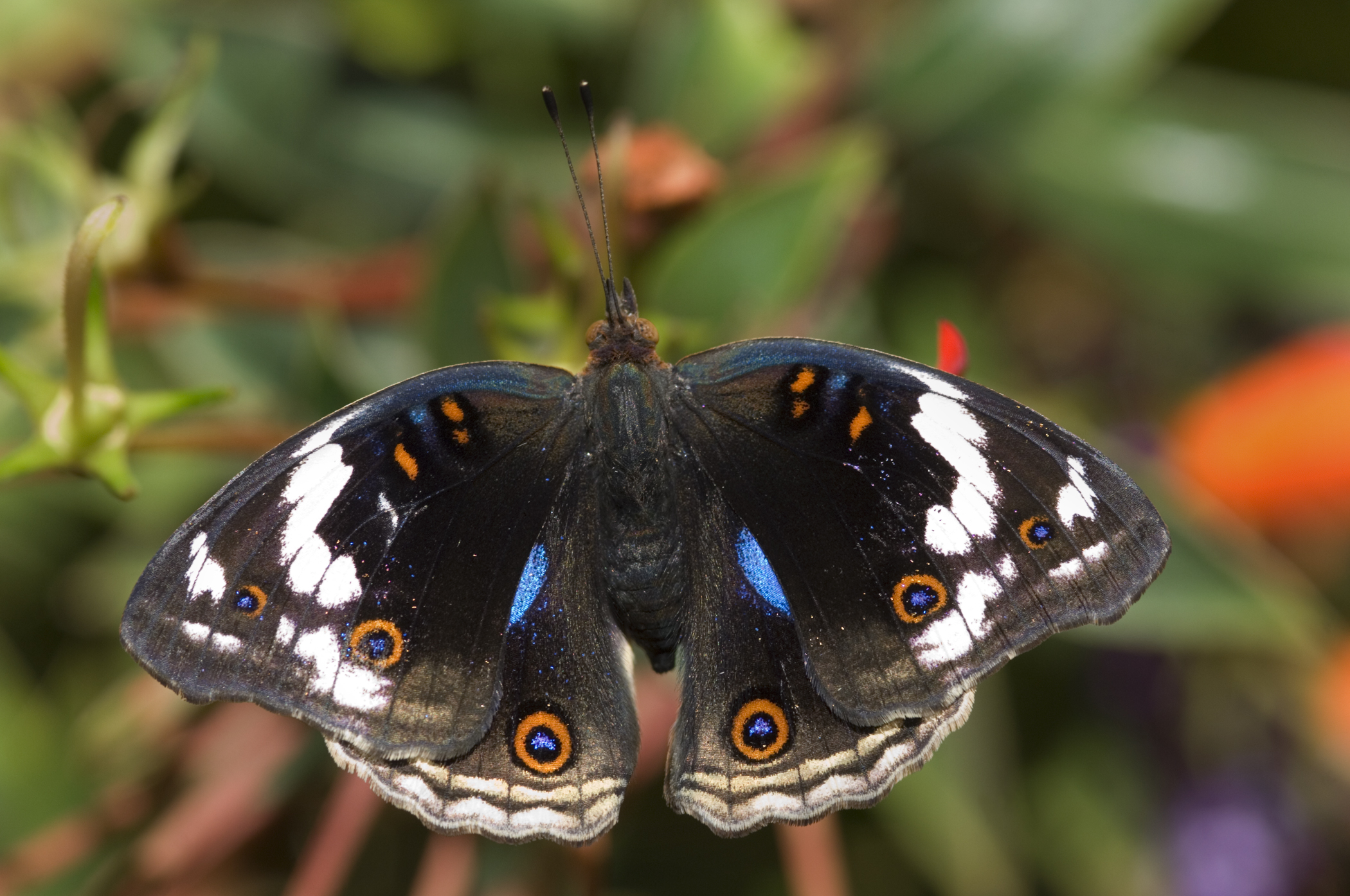 Family tree of 'boring' butterflies reveals they're anything but