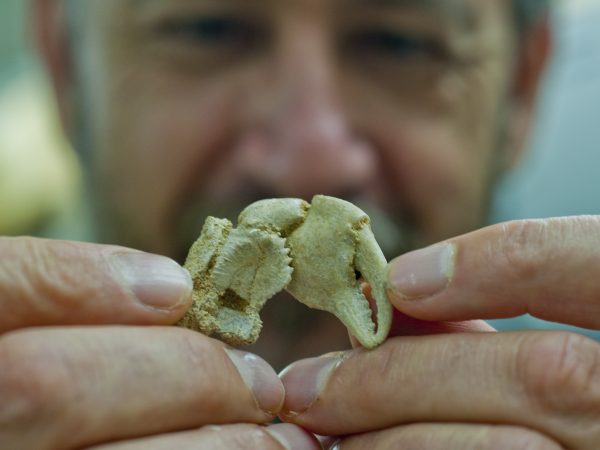 Gustav Paulay examines a fossil crab claw