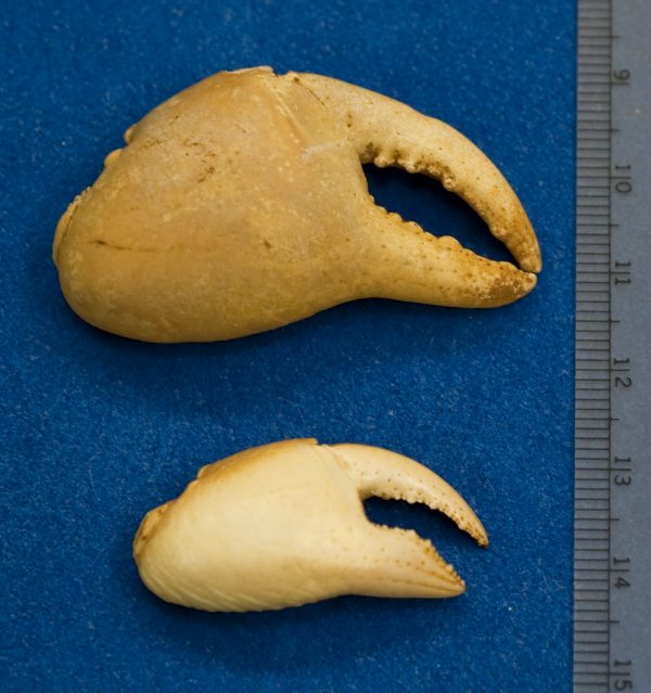 Fossil and modern crab claw
