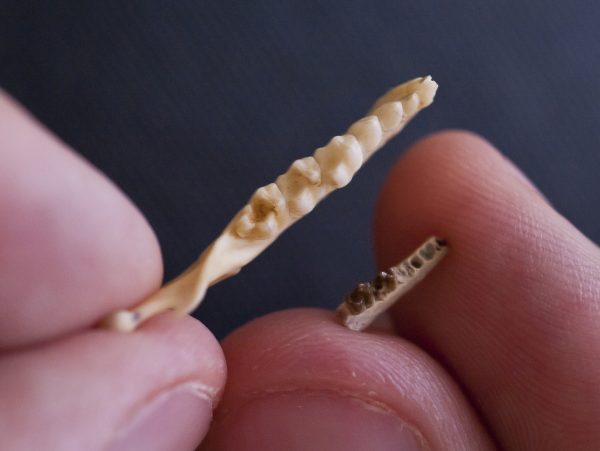 modern and fossil jaw comparison