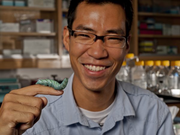 Akito Kawahara holds a blue-green hornworm on his finger