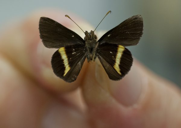 new genus and species of skipper butterfly from Jamaica