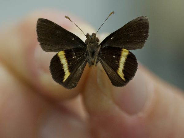 A black butterfly with yollow stripes across its lower wings