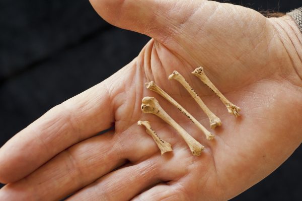 Fossil bones from an extinct species of woodcock, scolopax. From left to right: Coracaid (shoulder), humerus (top arm bone of wing), ulna (fore arm of wing), femur tarso (thigh) and metatarsus (foot bone). bird fossil bones