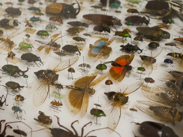 insect specimens