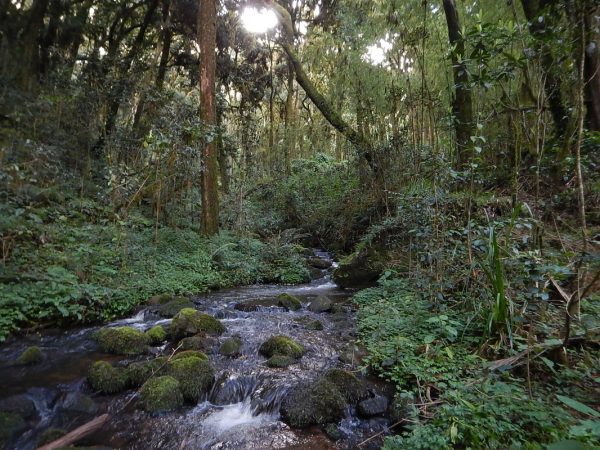 forests on Mount Oku