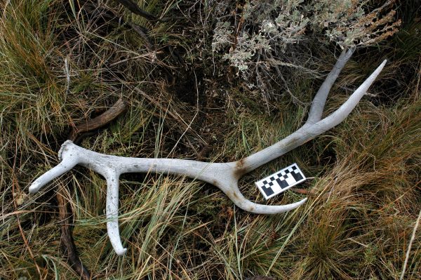 shed elk antler