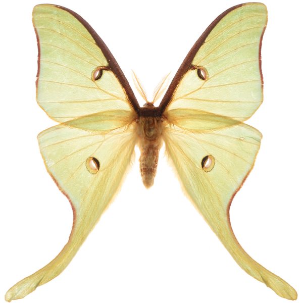 Luna moths, Actias luna