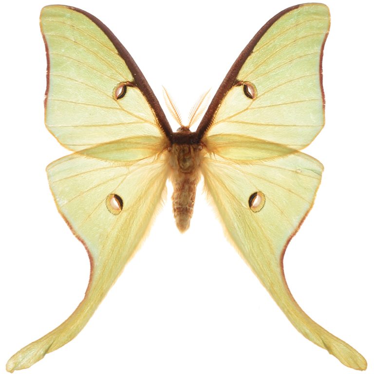Luna moths evolved long spinning tails to defend against bats Research News