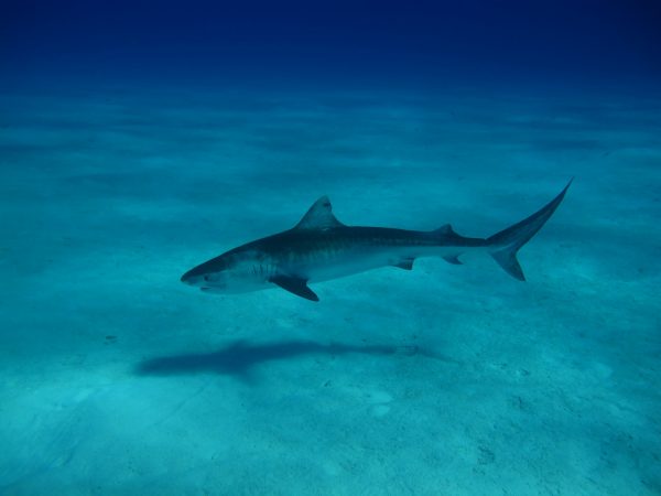 A shark with a long, pointed tailfin swims along the ocean bottom