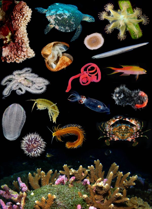 invertebrates collage