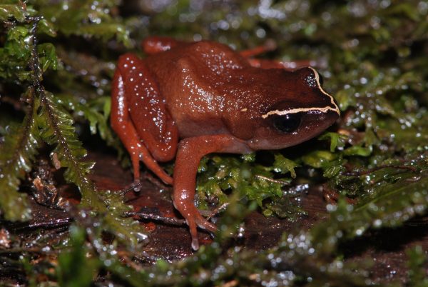 Red frog