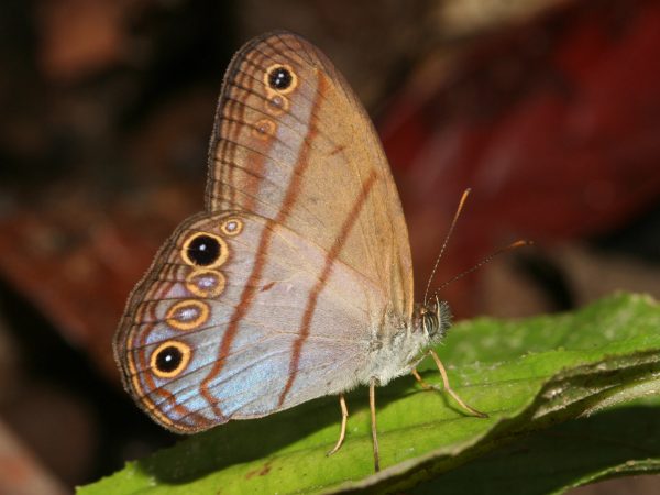 A brown, tan and black patterned butterfly with blueish tint on its wings