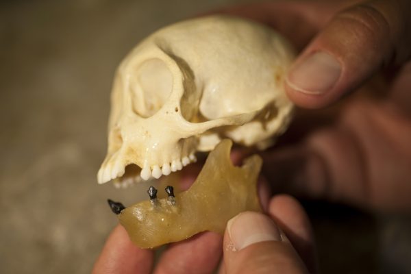 capuchin skull and fossil teeth