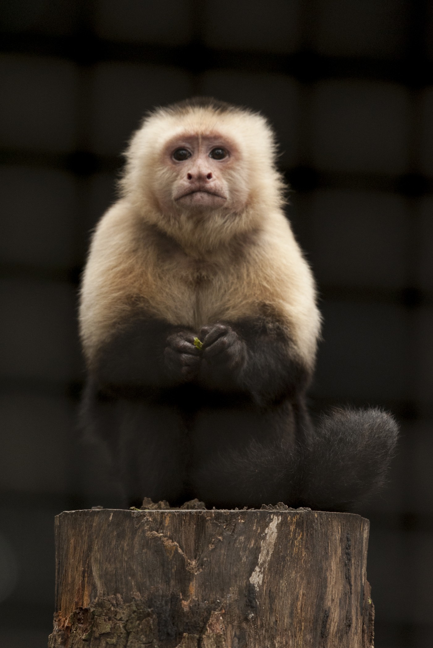 Capuchin Monkey, Our Animals