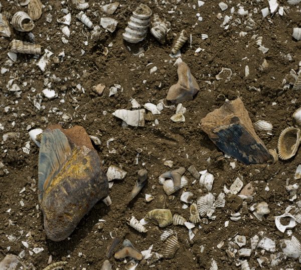 marine fossils on ground