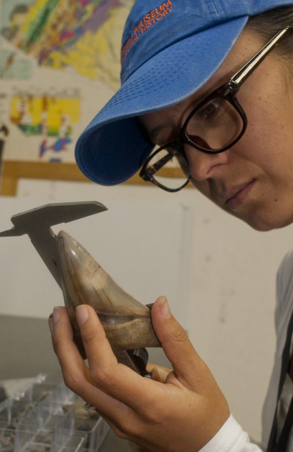 Catalina Pimiento measures a megalodon tooth