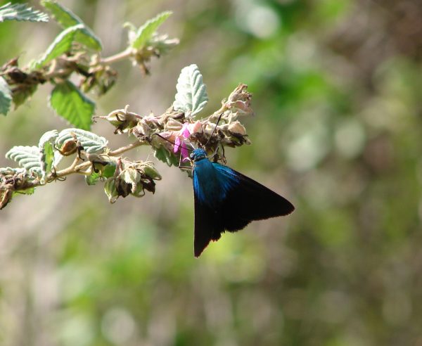 blue skipper butterfly