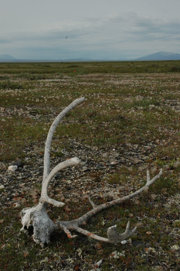 caribou antler