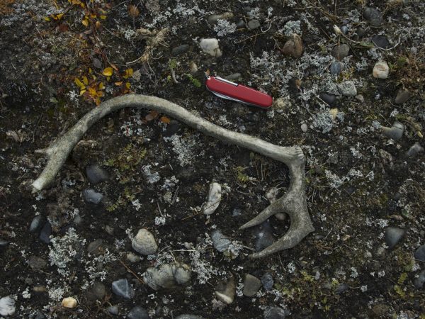 A caribous antler lays on the ground next to a pocketknife for scale