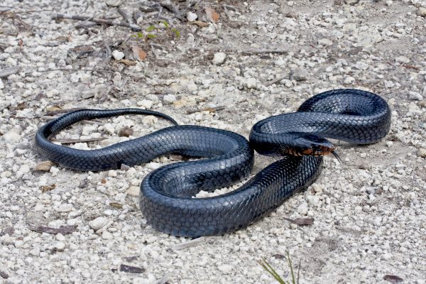 Gulf Indigo Snake