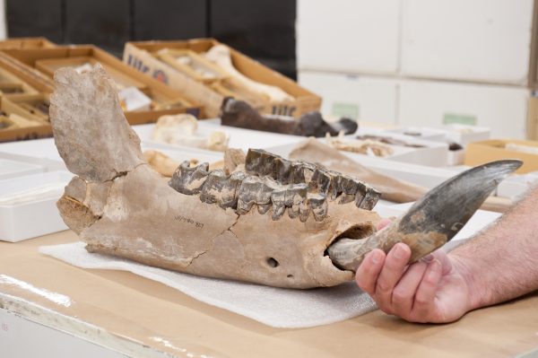 Closeup of a fossilized jaw