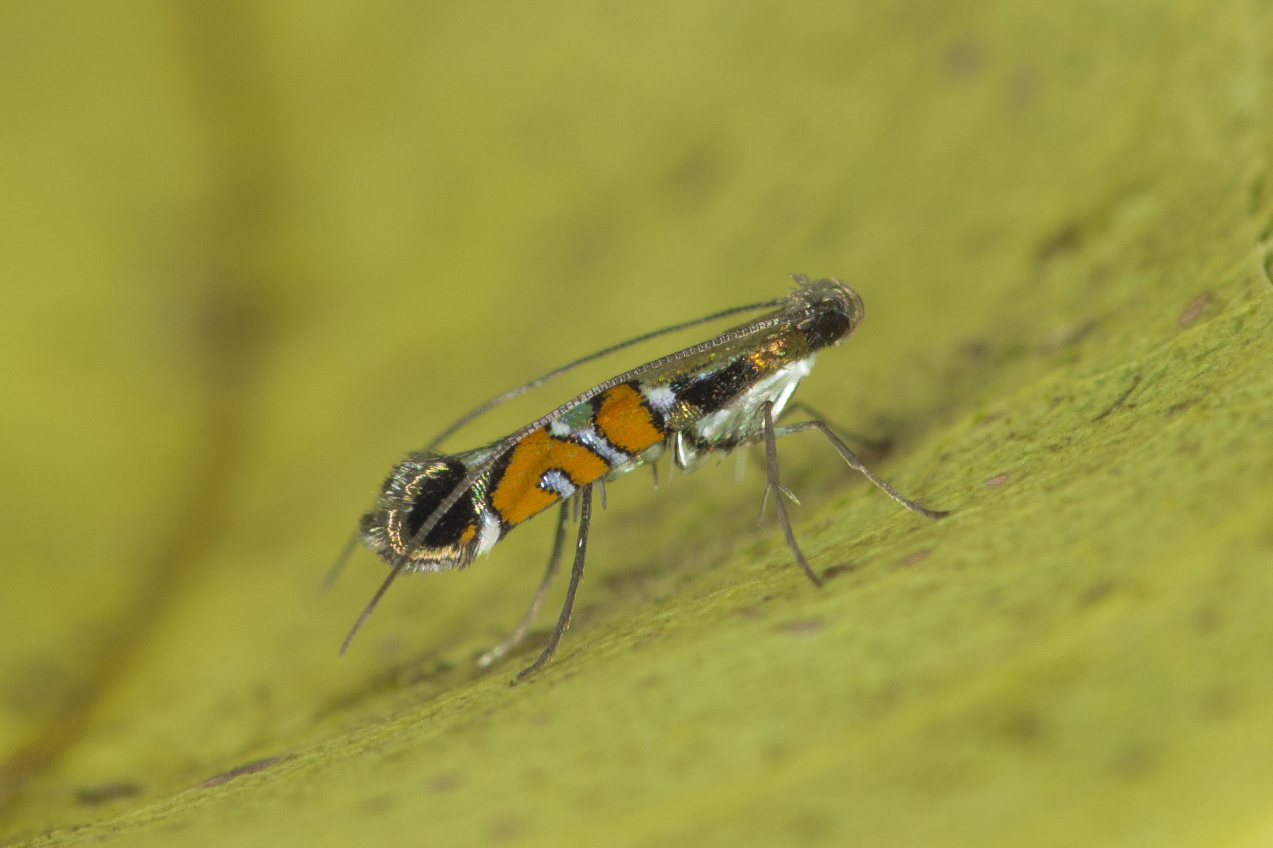 Philodoria auromagnifica moth
