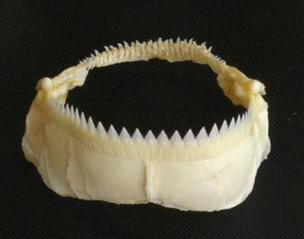 cookiecutter shark jaw