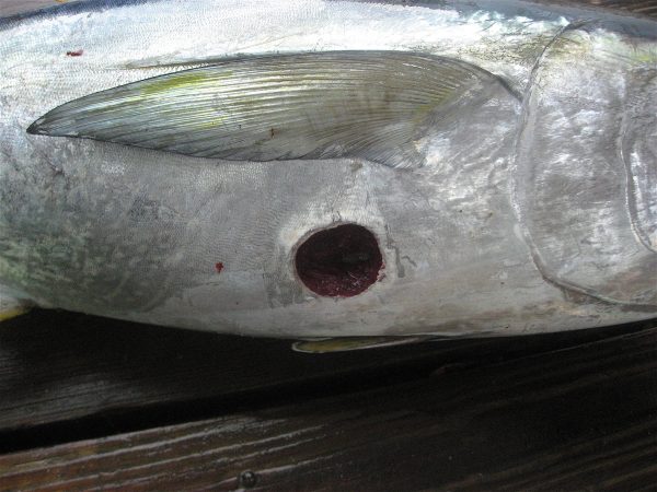 cookiecutter shark bite on tuna