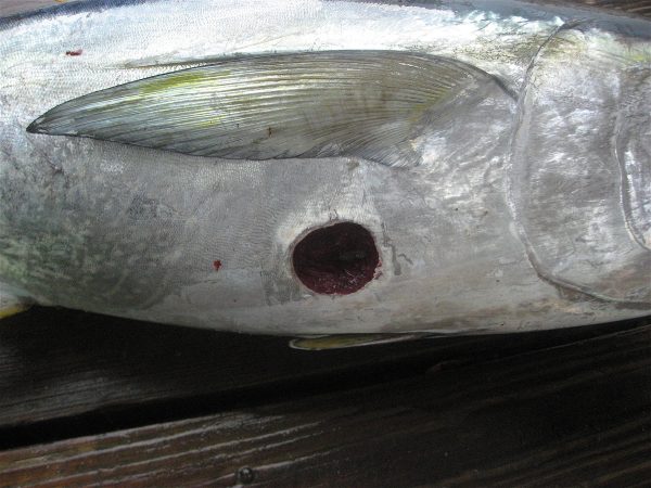 Cookiecutter shark bite