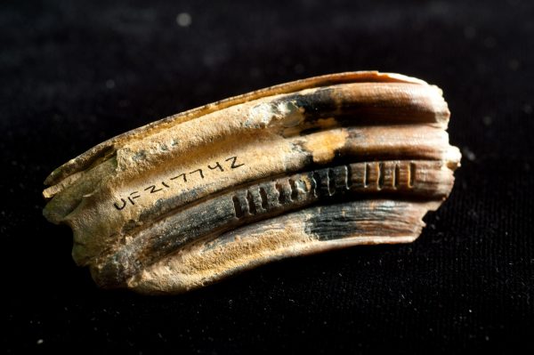 fossilized horse (Equus) tooth