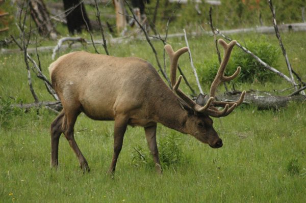 elk in Yellowstone