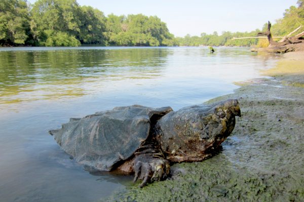 Alligator snapping turtle on river bank