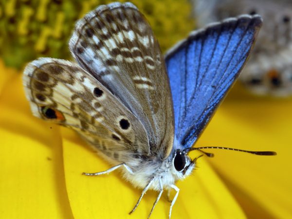 A male Miami blue butterfly