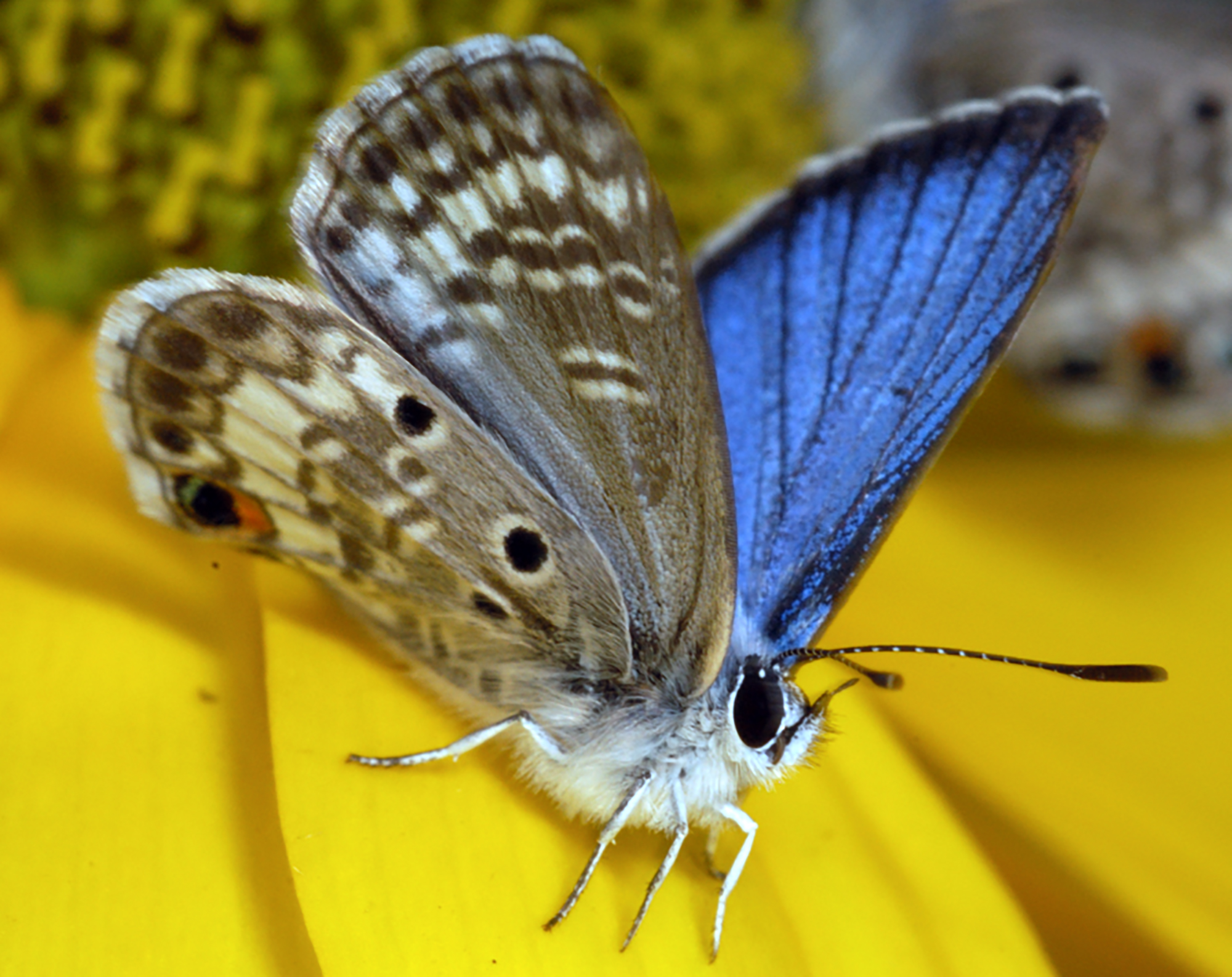 Grants help Miami blue butterfly conservation efforts – Research News